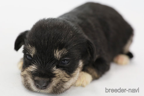 成約済の神奈川県のミックス犬-334151の3枚目